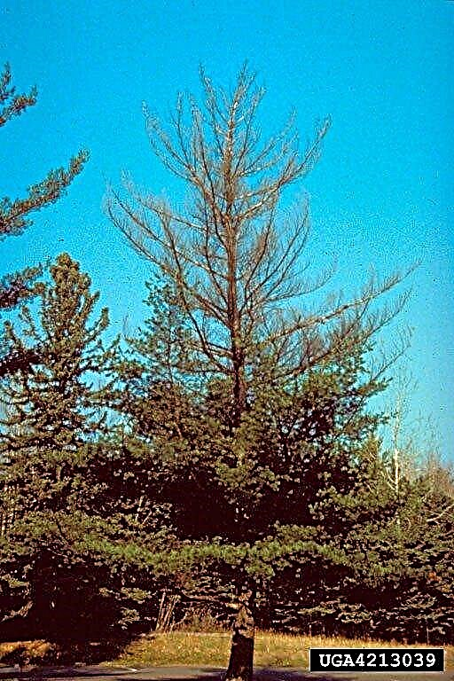 Was ist White Pine Blister Rust: Hilft das Beschneiden von White Pine Blister Rust?