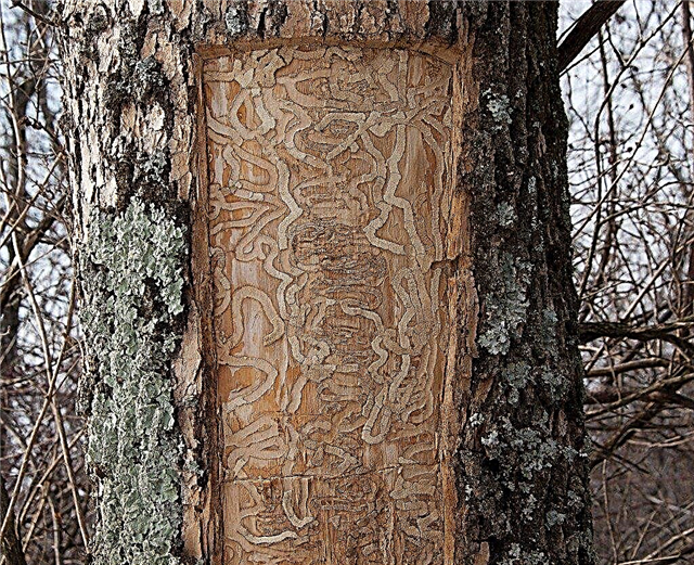 灰の木の樹皮の問題：灰の木の樹皮を落とす原因