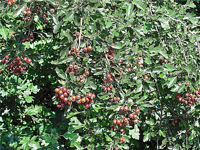 Pemangkasan Pohon Hawthorn - Bagaimana Dan Kapan Untuk Memangkas Hawthorn