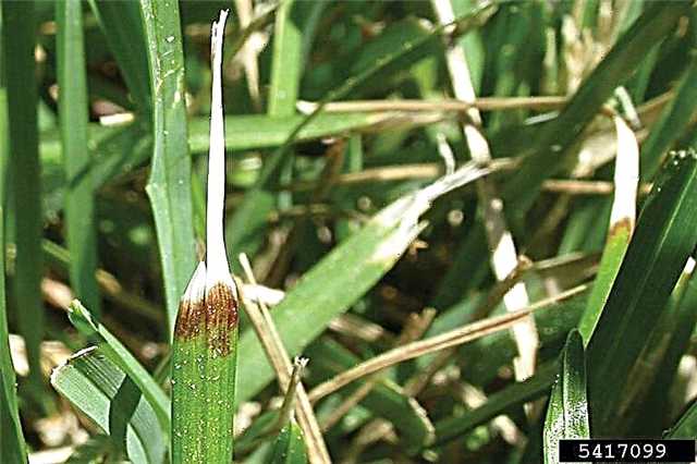 Симптоми на блестяща трева: Как да се лекува листната болест на Ascochyta на тревни площи