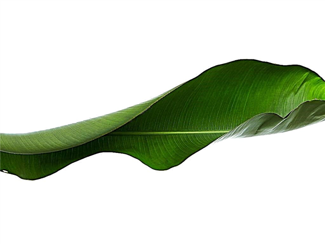 Leaf Curl On Bird of Paradise Φυτά: Γιατί το Bird of Paradise Leaves Curl;