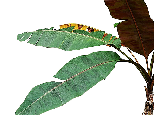 Houseplant Leaf Split: Vad man ska göra för löv som delar upp mitten