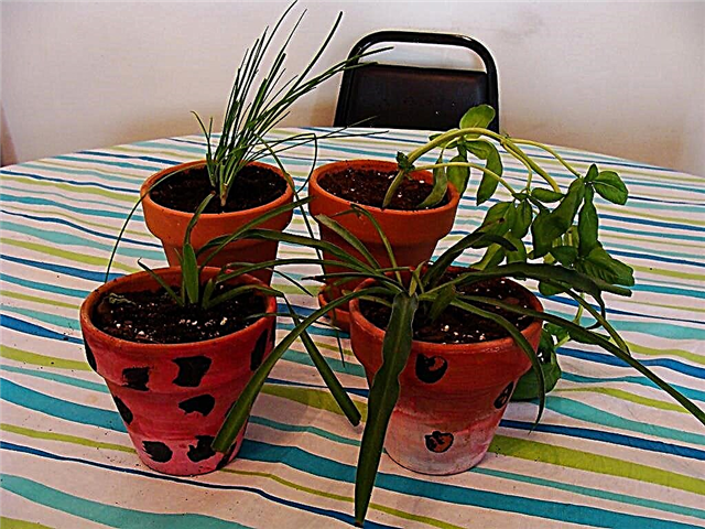 زراعة النباتات المنزلية مع الأطفال: النباتات المنزلية المناسبة للأطفال للنمو