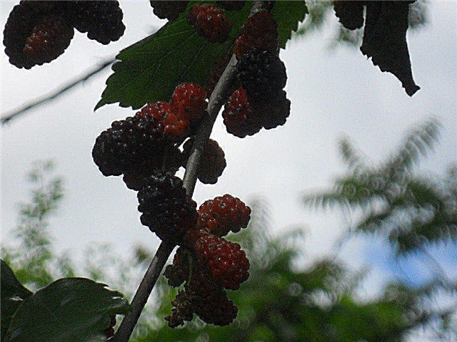 Esterilização da árvore de fruto da amoreira: Como parar uma amoreira de frutificar