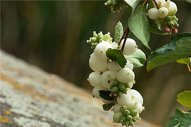 Snowberry Bush Care: วิธีปลูกไม้พุ่ม Snowberry