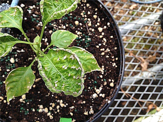 Vanliga växthussjukdomar: Tips för att kontrollera sjukdomar i ett växthus