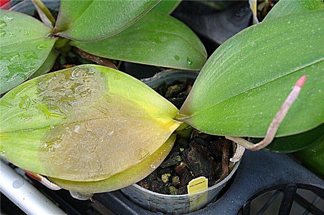Lidiando con los problemas comunes de las orquídeas