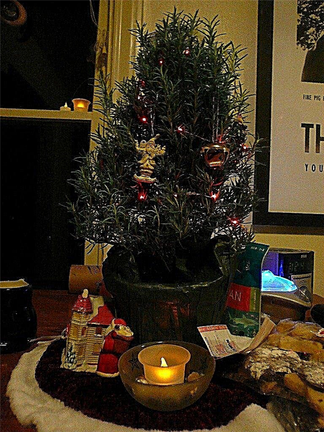 Romarin pour Noël: comment prendre soin d'un arbre de Noël au romarin