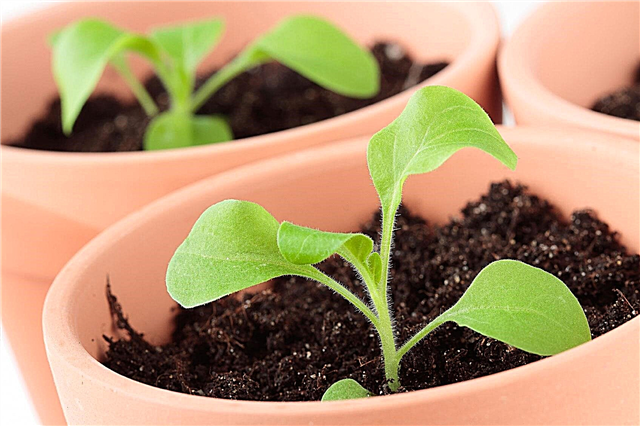 Petunia seemne paljundamine: kuidas alustada petuuniat seemnetest