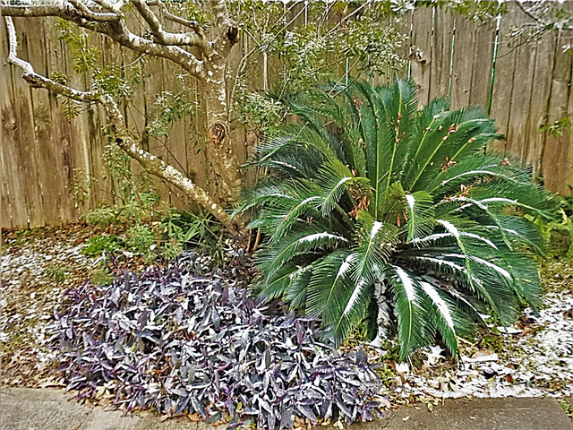 Sago Palm Winter Care: Como durante o inverno uma planta Sago