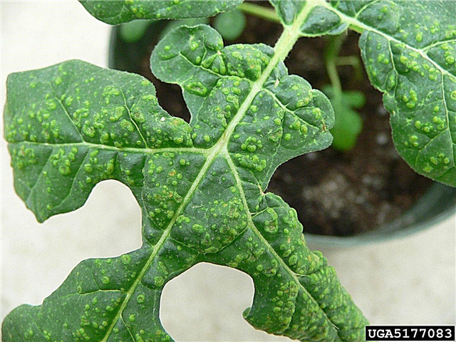 Qué es el edema: consejos para tratar el edema en plantas