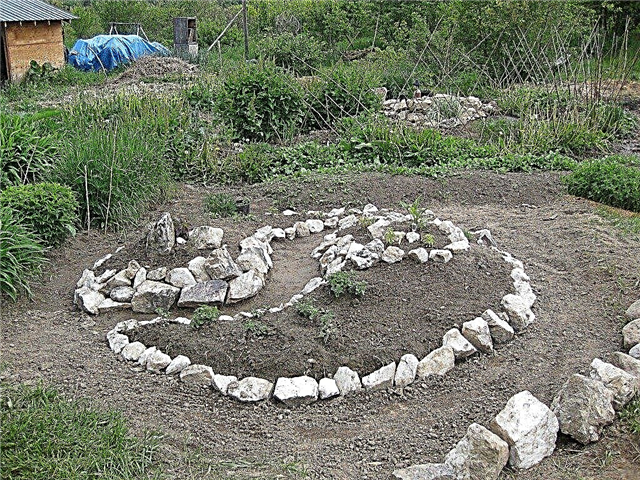 Vad är en spiral örtträdgård: spiral örtträdgårdsväxter