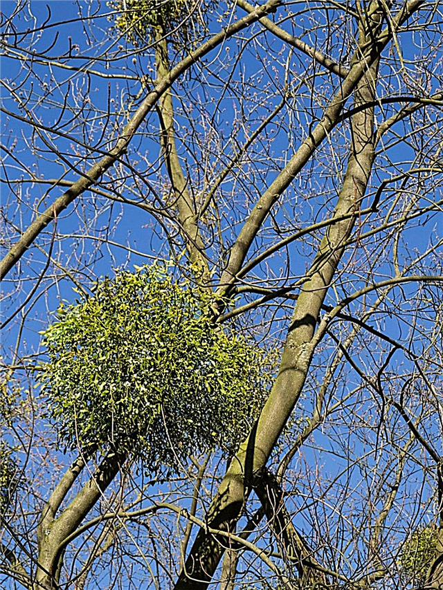 Maklumat Kawalan Mistletoe: Cara Menghilangkan Tumbuhan Mistletoe