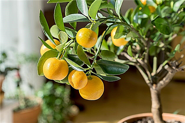 Citrus Tree Houseplant Care: Sådan dyrkes Citrus indendørs