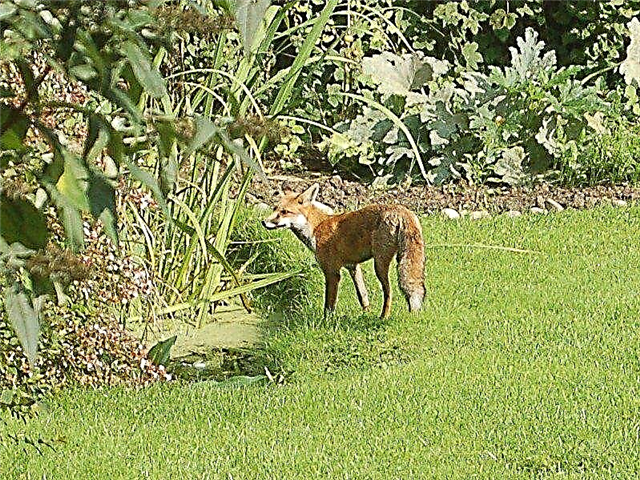 Fox Pest Control: Bahçedeki Tilkilerden Kurtulmaya Dair İpuçları