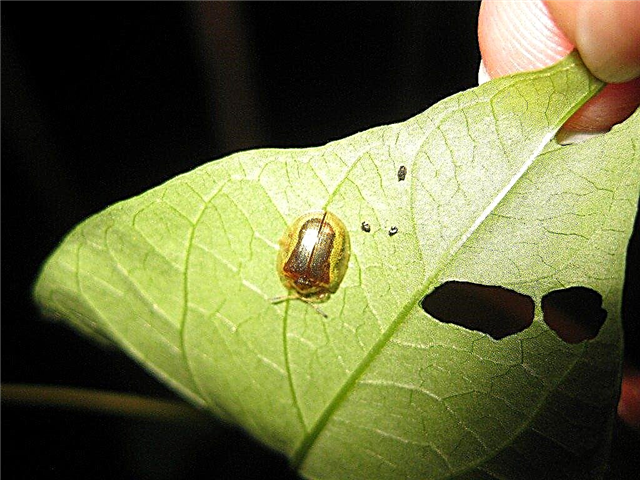 मॉर्निंग ग्लोरी पेस्ट कंट्रोल: मॉर्निंग ग्लोरी के सामान्य कीटों से निपटना