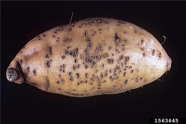 Lenticelas de batata inchadas - O que causa inchaço nas lenticelas de batata