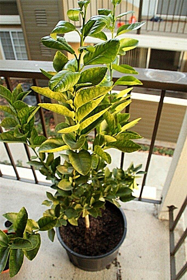 Pot Lime Trees: Merawat Kontainer Grown Lime Trees