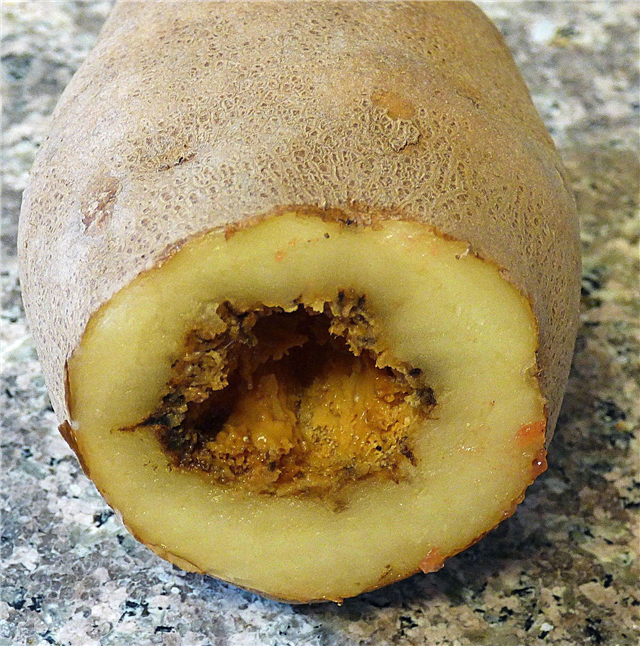 Coeur creux de pomme de terre: que faire pour la maladie du coeur creux chez les pommes de terre