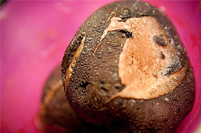 Suché hniloby brambor: Co způsobuje suché hniloby brambor