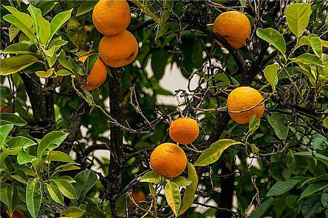 עלים מצהיבים על עצי תפוז: עלי עץ התפוז הופכים לצהובים