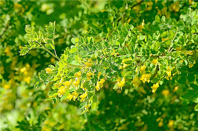 كيف تنمو شجرة البازلاء: معلومات حول أشجار البازلاء في Caragana