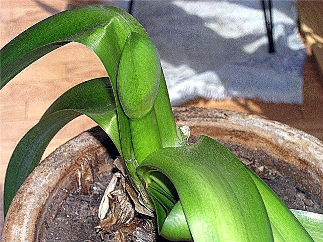 Amaryllis levelek lemerülnek: Az okok elhagyják az amaryllist