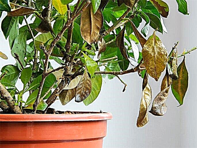 Choroby roślin Gardenia: Dowiedz się o powszechnych chorobach Gardenia