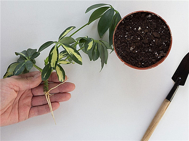 Schefflera augu spraudeņi: padomi par Schefflera spraudeņu pavairošanu