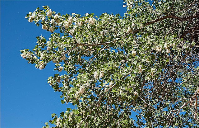 Plantarea copacilor de bumbac: arborele de bumbac se folosește în peisaj