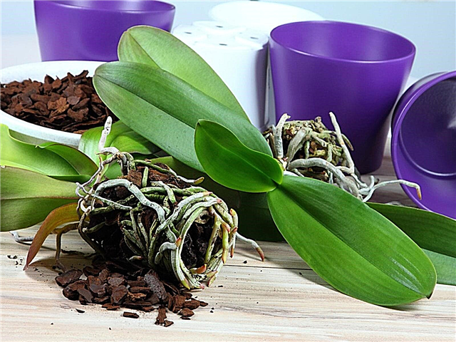 Gemeinsame Orchideenpflanzmedien: Orchideenboden und Wachstumsmedien