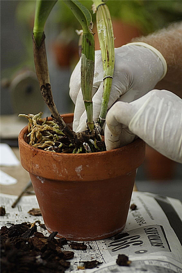 Orchid Repotting: Hvornår og hvordan man repot en orkidéplante