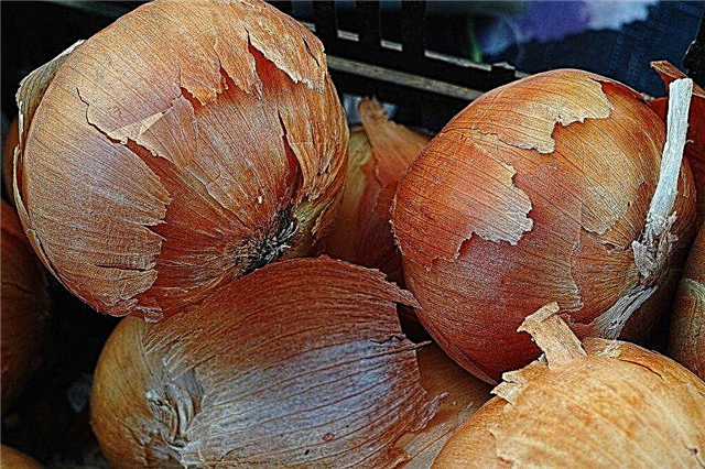 Pouvez-vous composter des oignons: comment composter des pelures d'oignon