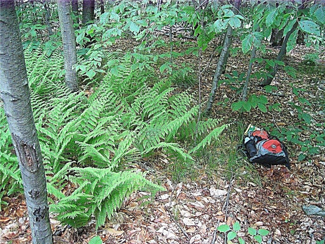 Feno Scented Fern Habitat Informação: Crescente Hay Scented Ferns