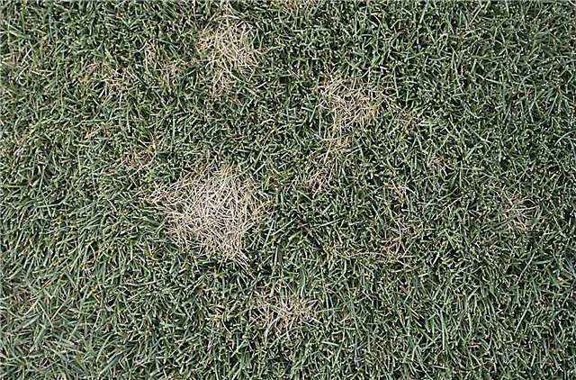 Spider Webs on Grass - Αντιμετωπίζοντας μύκητες σε δολάρια Spot στο γρασίδι
