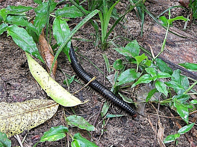 Centipedes And Millipedes: Συμβουλές για τη θεραπεία της Millipede και της σαρανταποδαρούσας σε εξωτερικούς χώρους