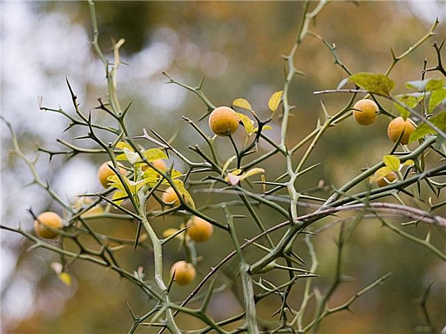 Ciernie na drzewach cytrusowych: dlaczego moja roślina cytrusowa ma ciernie?