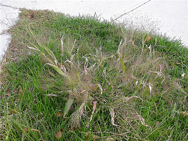Control de malezas de Witchgrass - Cómo deshacerse de Witchgrass