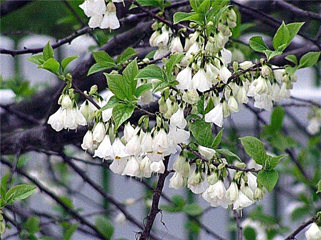 Halesia Tree Care: Como cultivar uma árvore Carolina Silverbell