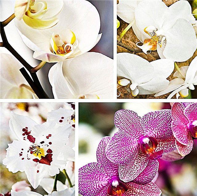 Diverses fleurs d'orchidées à pousser à l'intérieur: différents types d'orchidées