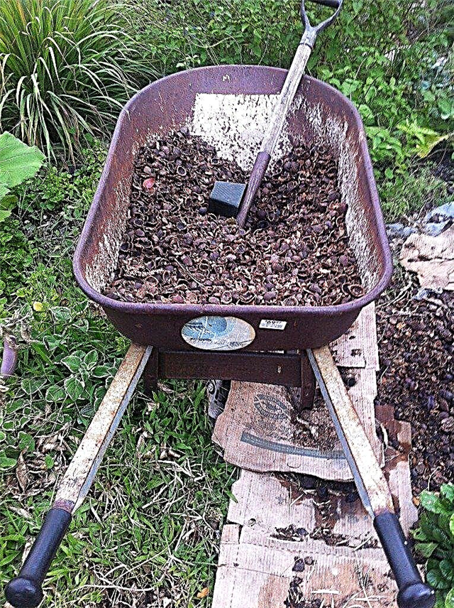 Kan du kompostnötter: Information om mutterskal i kompost