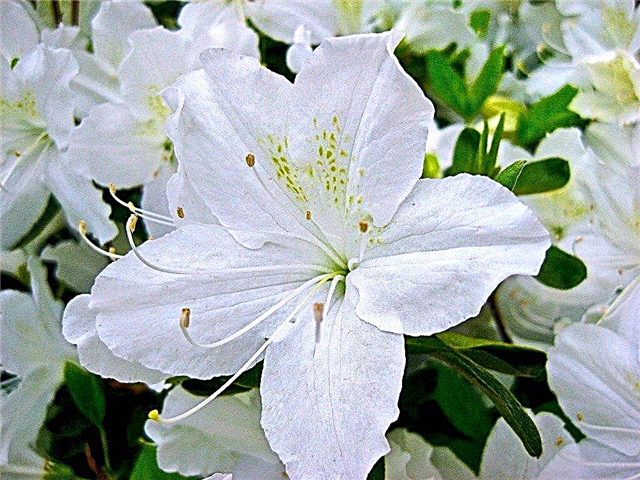 Thèmes de fleurs blanches: conseils pour créer un jardin entièrement blanc
