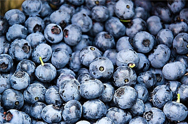 Kornsmagning blåbær: Hvad skal man gøre, når blåbærplanter er kornede inde