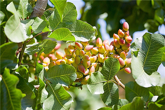 Pistacijevo oreško drevo: nasveti za gojenje pistacijevih dreves