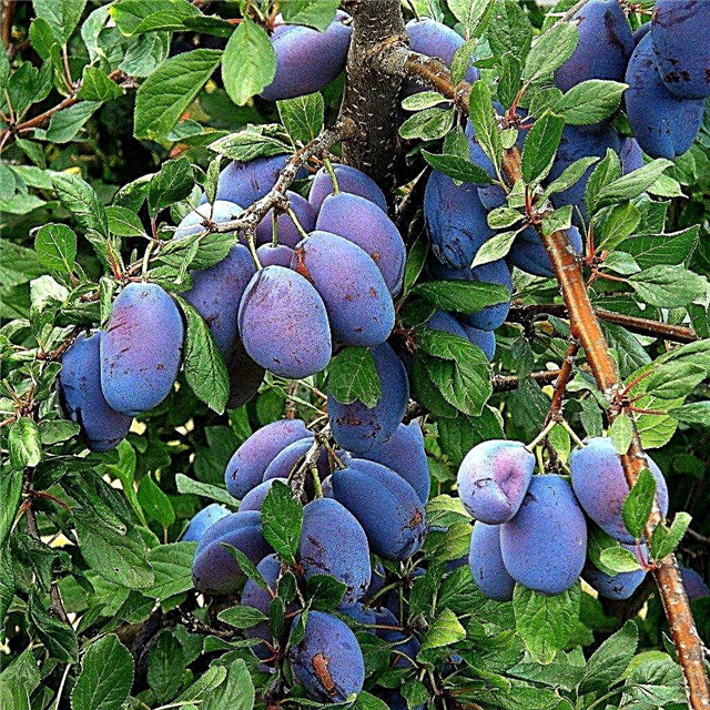 Ameixas em crescimento: informações sobre o plantio de árvores de ameixa italiana