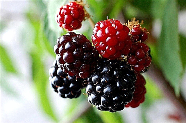 การปลูก Silvanberry - วิธีการปลูก Silvanberries