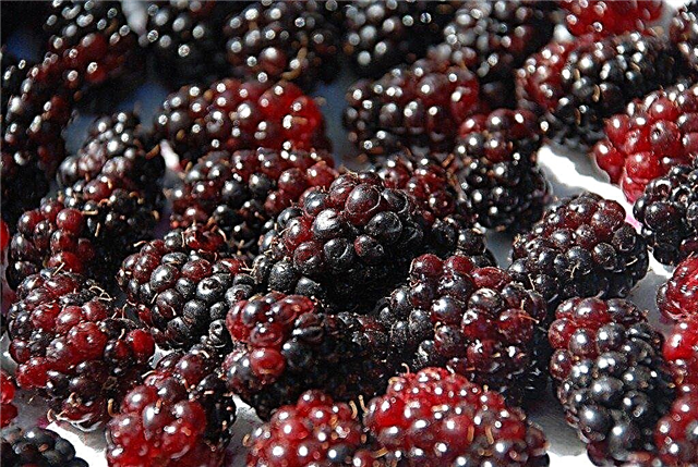 ¿Qué son las Marionberries? Aprenda sobre el cultivo y el cuidado de Marionberry