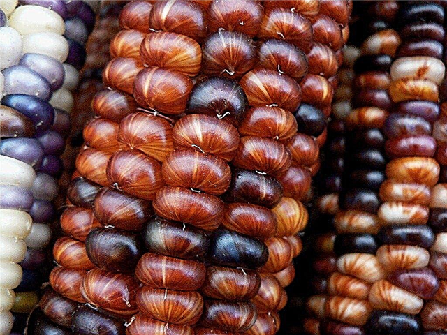 Ornamental Corn Anvendelser: Tip til dyrkning af Ornamental Corn