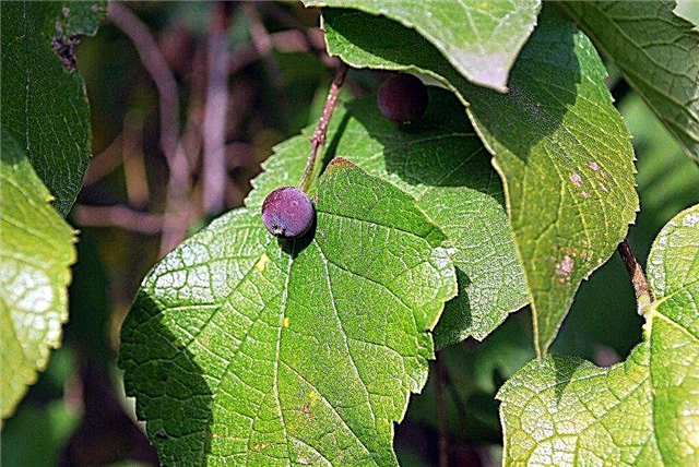 Какво е дърво Hackberry: Научете за отглеждането на Hackberry