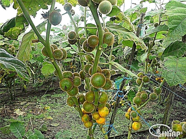 نباتات Naranjilla - Naranjilla تزايد المعلومات والرعاية